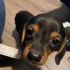 littleblackweenie