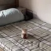 mourninqlamb