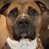 furtheloveofdog_kerri