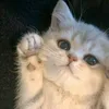 littlestareuz