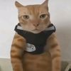 akusukakucingmewing