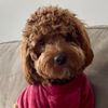 rubenthemini