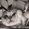 lucyuglyrat
