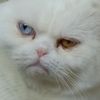 cutecatssx