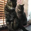 deprivedtorment