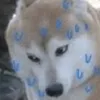princesswolfgirldog