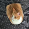 kvillu