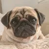 fridatherescuepug