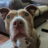 phoenixdapitbull