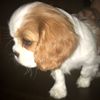 arethathedog
