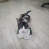onetimechopstick