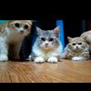 lux.cats