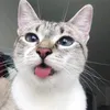 doxcho00