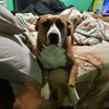 dexterandruby