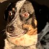 millie_theanxiousdog
