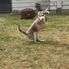theodorerex_