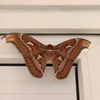 mariposa_tokoku