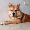 dailydoseofpeanutthechow
