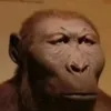 andreamanassero