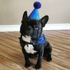 axelthefrenchbull
