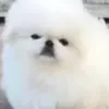 cinnamonxbambi