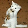animals2761