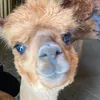 alpacaaa777
