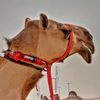 هجن النوادر 🐪