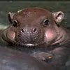 hugojimaa