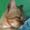niszz1