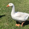 logieleec