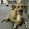 vaaaddd6786
