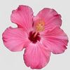 cooper_mary_