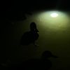 iwatchvideoshere