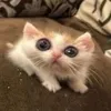 ggiuliar00