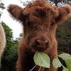 greenapplesaredelicious