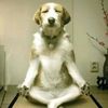 meditatingdog