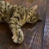 justfunrandomstuff