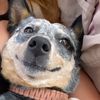 theblueheelermacarena