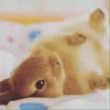 that_chubby_bunny