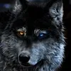 astrowolftt