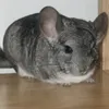 erintobydog1471