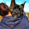 azka.the.akita
