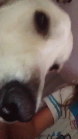 That was my dog