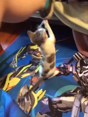 Copy cat 😺 || #petsofmusically #dance