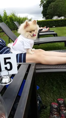 #DoYouHaveTheNERVE Muggles is recovering and enjoying some pizza in the Hamptons. 😃🌞🐶🖒