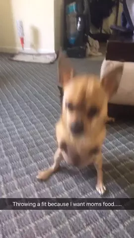 I want 🍕 mom!!!! #FeatureMe #Lipsync #DailyLife #HitOrMiss #Livemoment #2LeggedDog 