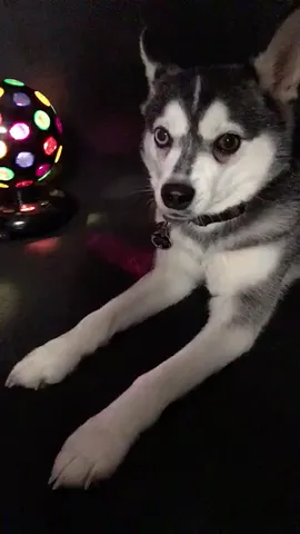 #closerchallenge #thechainsmokers #closer #halsey #dog #dogs #husky #huskies #alaskankleekai #lipsync #feature