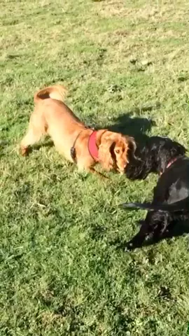 Playing with my mum and sister! Such a good walk! 😄🐶🐾💖 #featureme #featurethis #playtime #reunion  