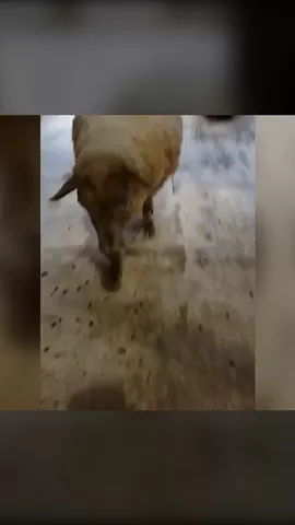 #funny #sheep